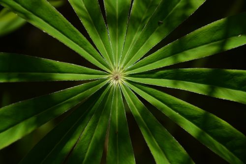 grass plant leaves