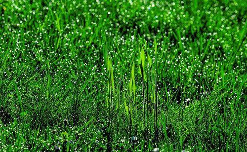 grass  meadow  dew