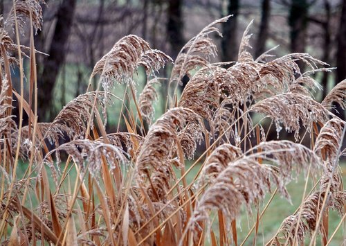 grass  winter  frost