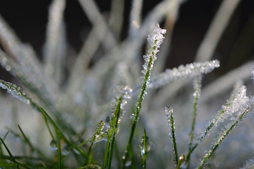 grass  cold  winter