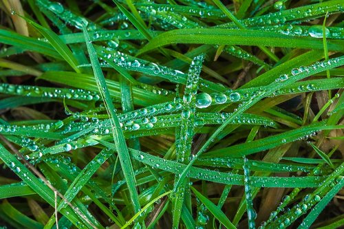 grass  in the morning  drops