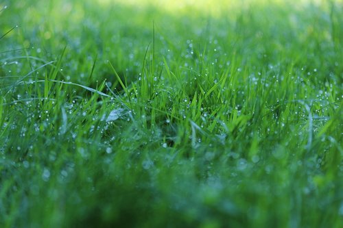 grass  meadow  green