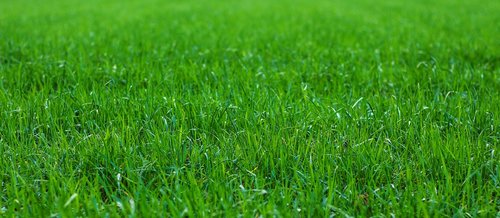 grass  meadow  rush