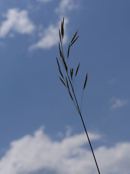 grass sky environment