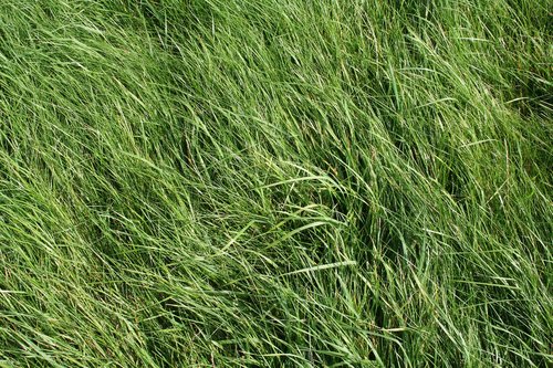 grass  meadow  green