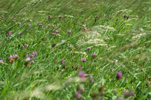 grass  field  meadow