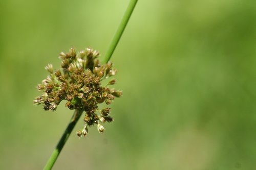 grass  rush  landscape