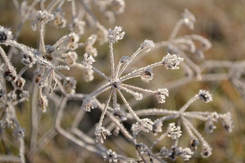 grass  frost  winter