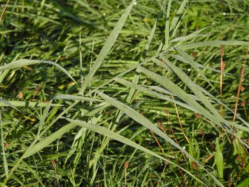 grass  grasses  meadow