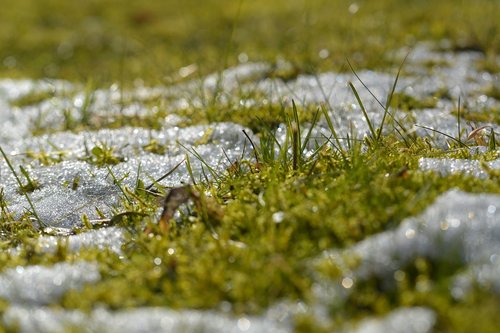 grass  snow  spring