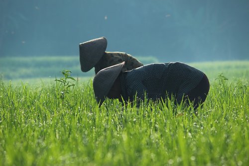 grass  field  human