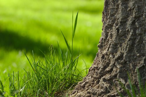 grass  green  spring