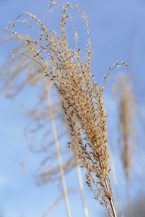 grass  culm  plume