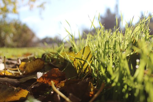 grass  spring  autumn