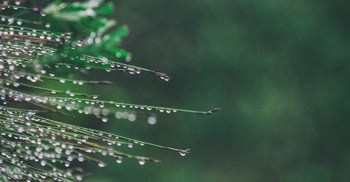 grass  droplets  wet
