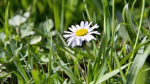 grass  nature  flower