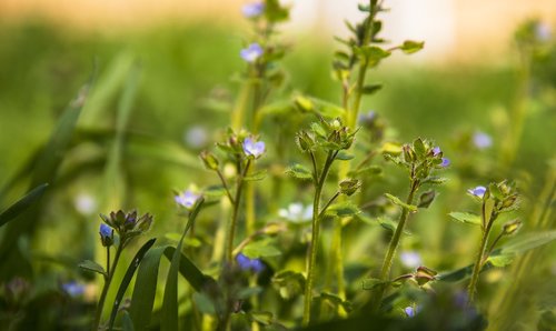 grass  meadow  green