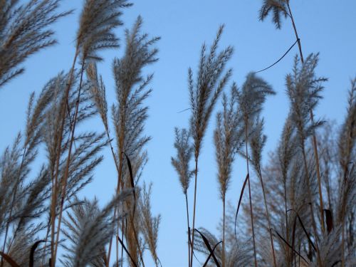 grass sky nature