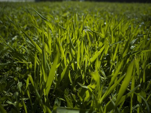 grass  field  area