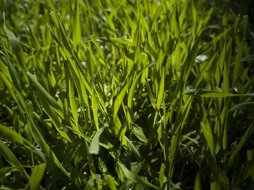 grass  green  field