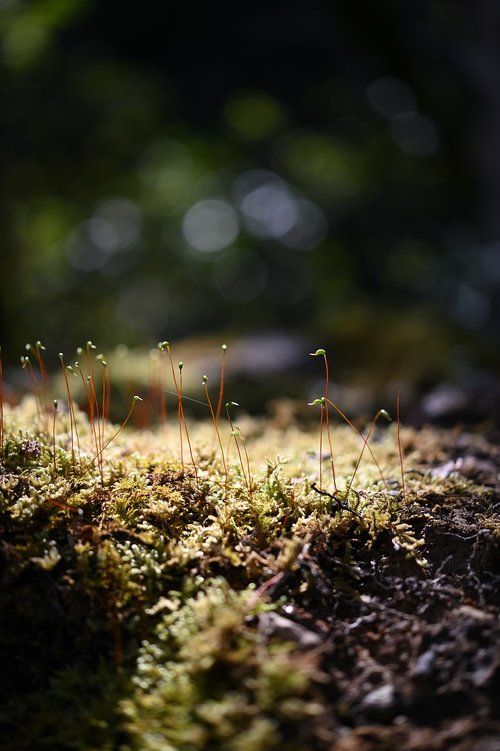 grass  light  sun