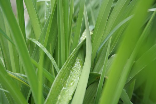 grass  green  wet