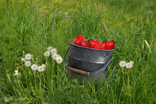 grass  dandelion  strawberries