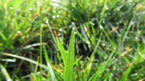 grass  green  water drop