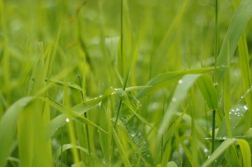 grass drop of water green