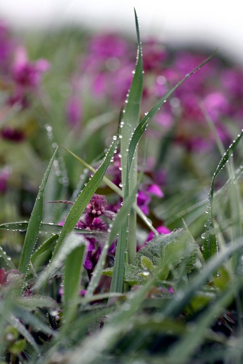 grass  flower  drops