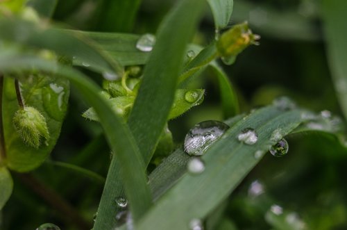 grass  macro  waterdrop