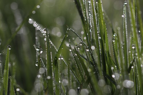grass  dew  morning dew