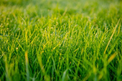 grass  green  macro