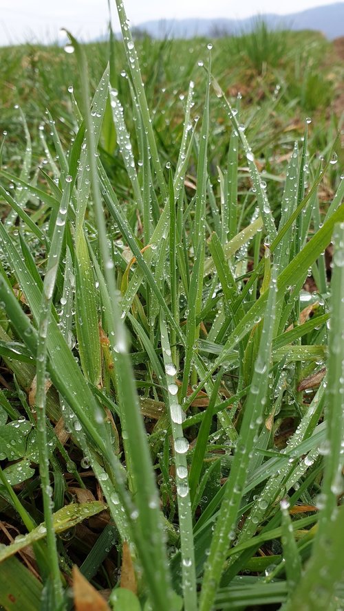 grass  drops of rain  meadow