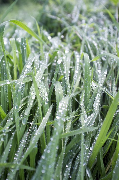 grass  wet  nature