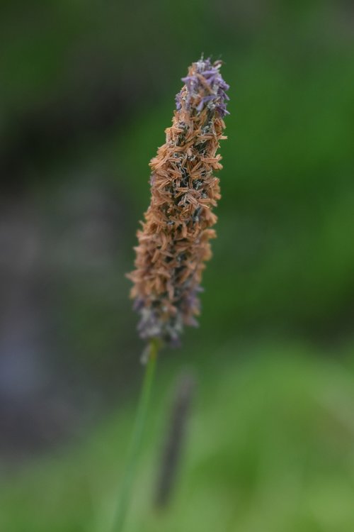 grass  pollen  allergy
