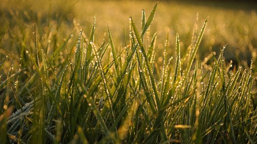 grass  dawn  meadow