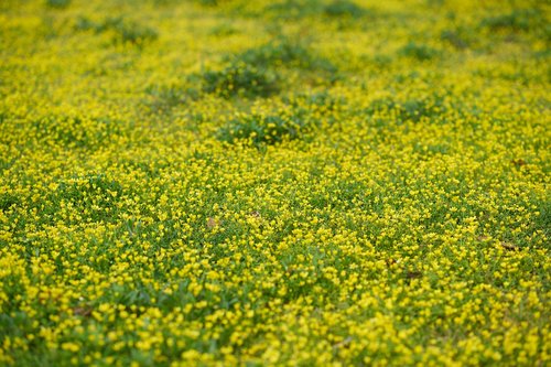 grass  spring  daisy