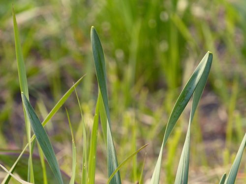 grass  spring  green