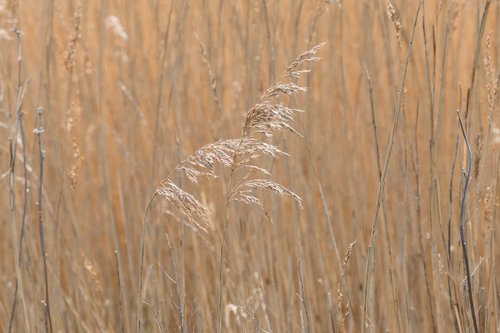 grass  summer  nature