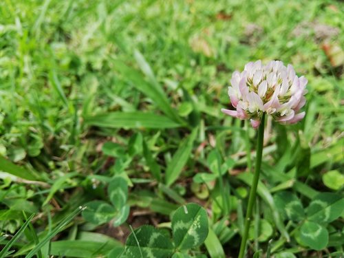 grass  plant  flower