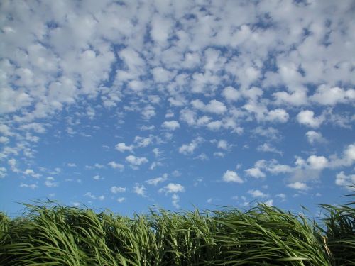 grass clouds summer