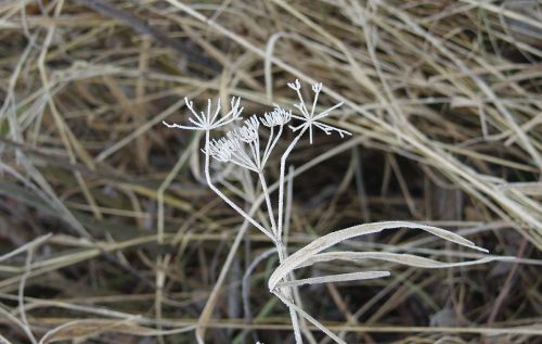 grass winter frost