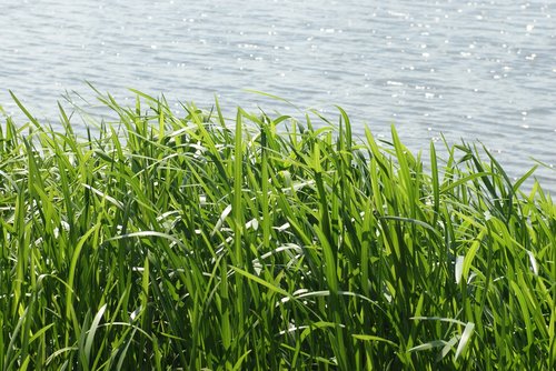 grass  sea  landscape