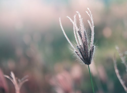 grass  flower  flowers