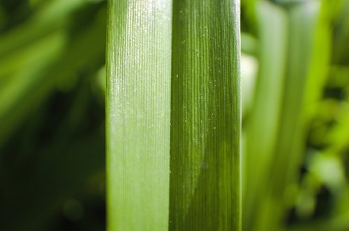 grass  blade of grass  plant