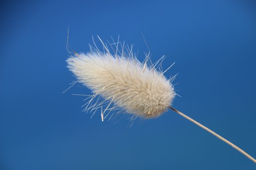 grass  sky  nature