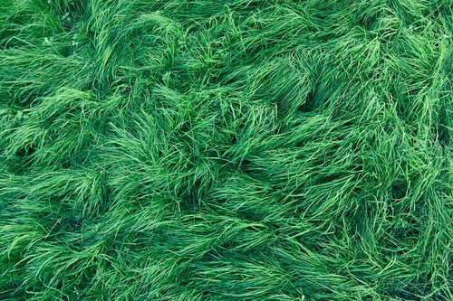 grass  green  background