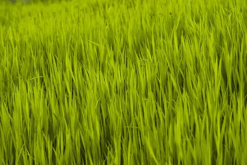 grass  green  nature