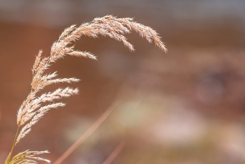 grass  nature  landscape